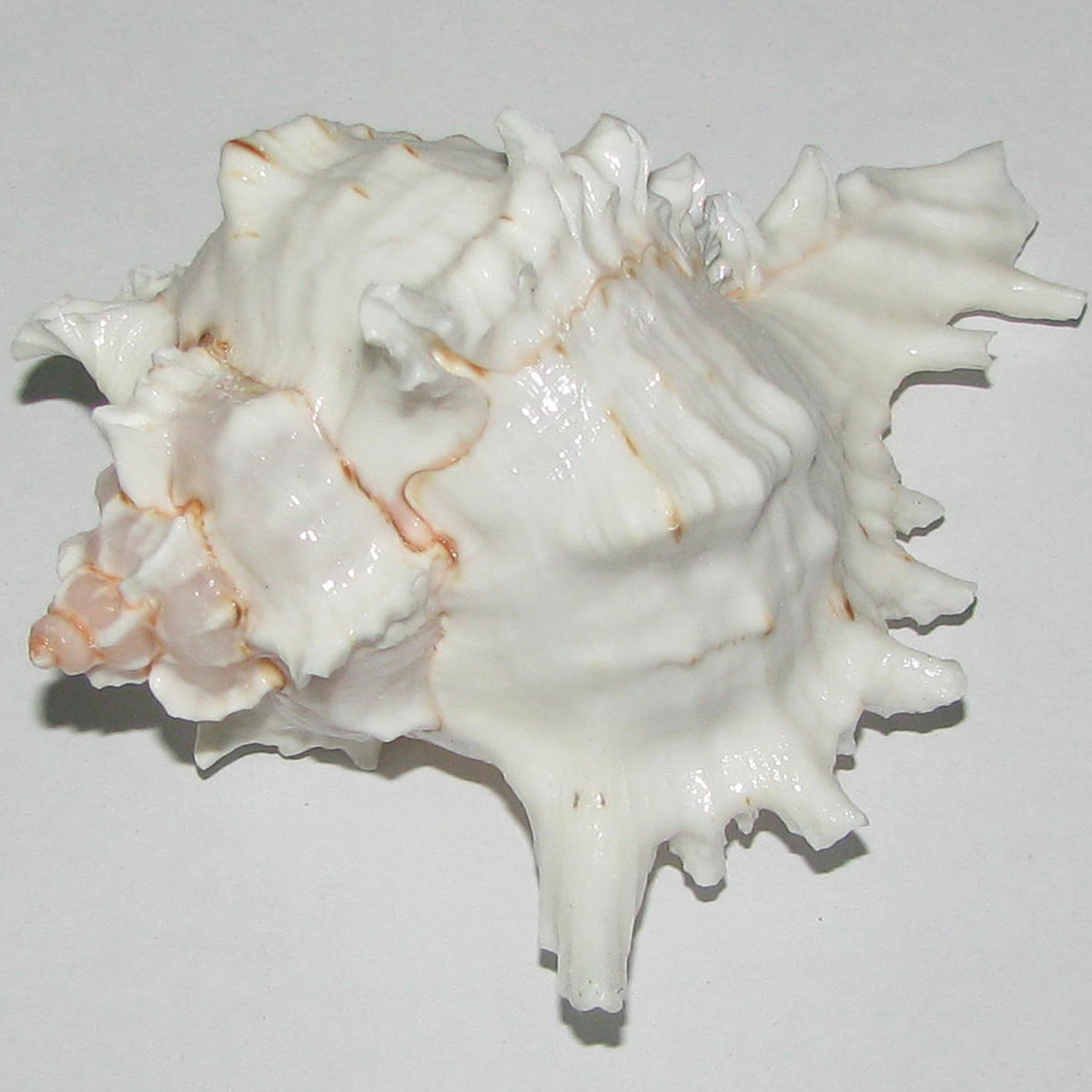 A0350-06-Natural-Kurma-Shankh-Conch-Sea-Shell.jpg