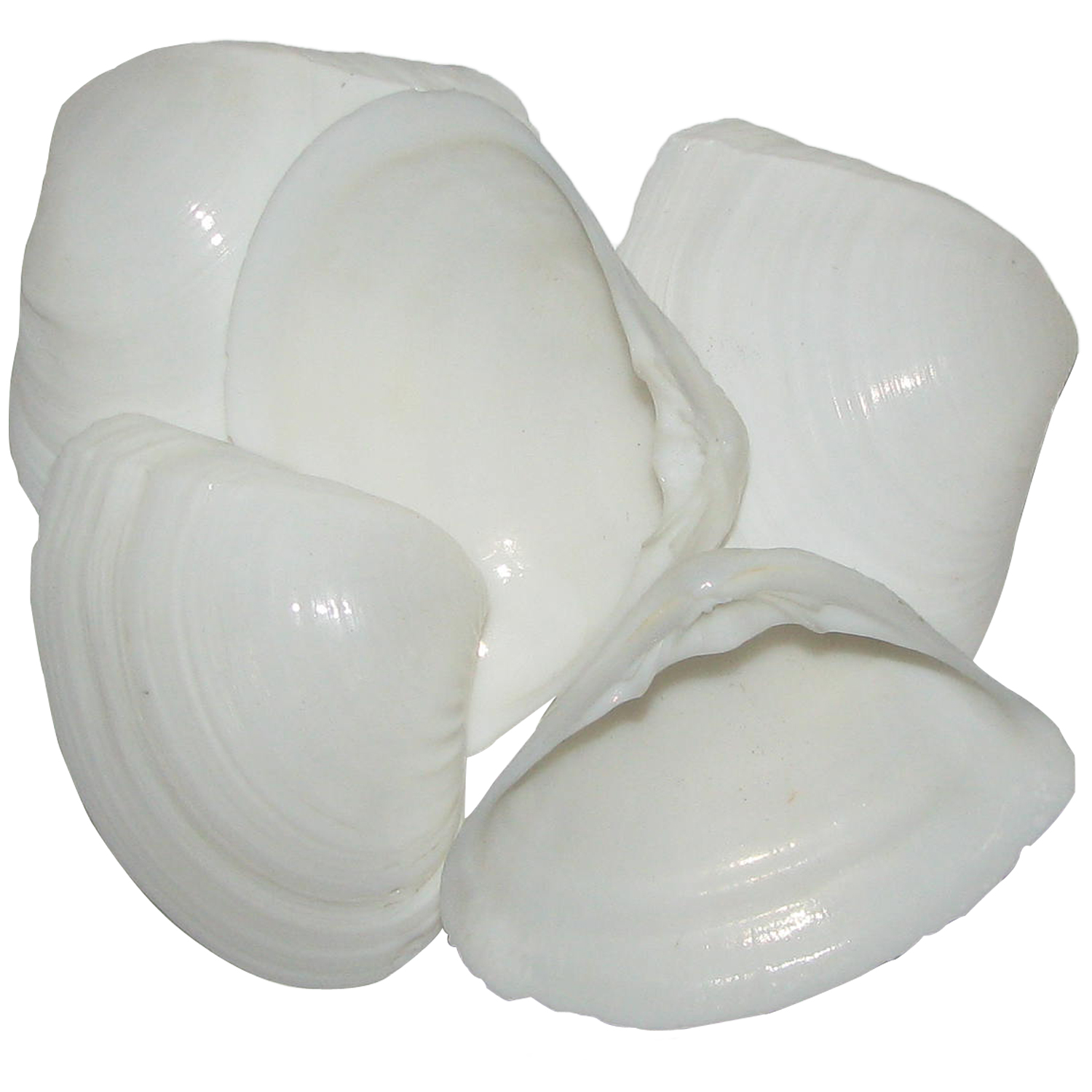 A1031-01-Natural-Smooth-Sea-Shell-Kadal-Chippi-White-Samudrapu-Gavvalu-Kadal-Chippi-5Pieces.jpg