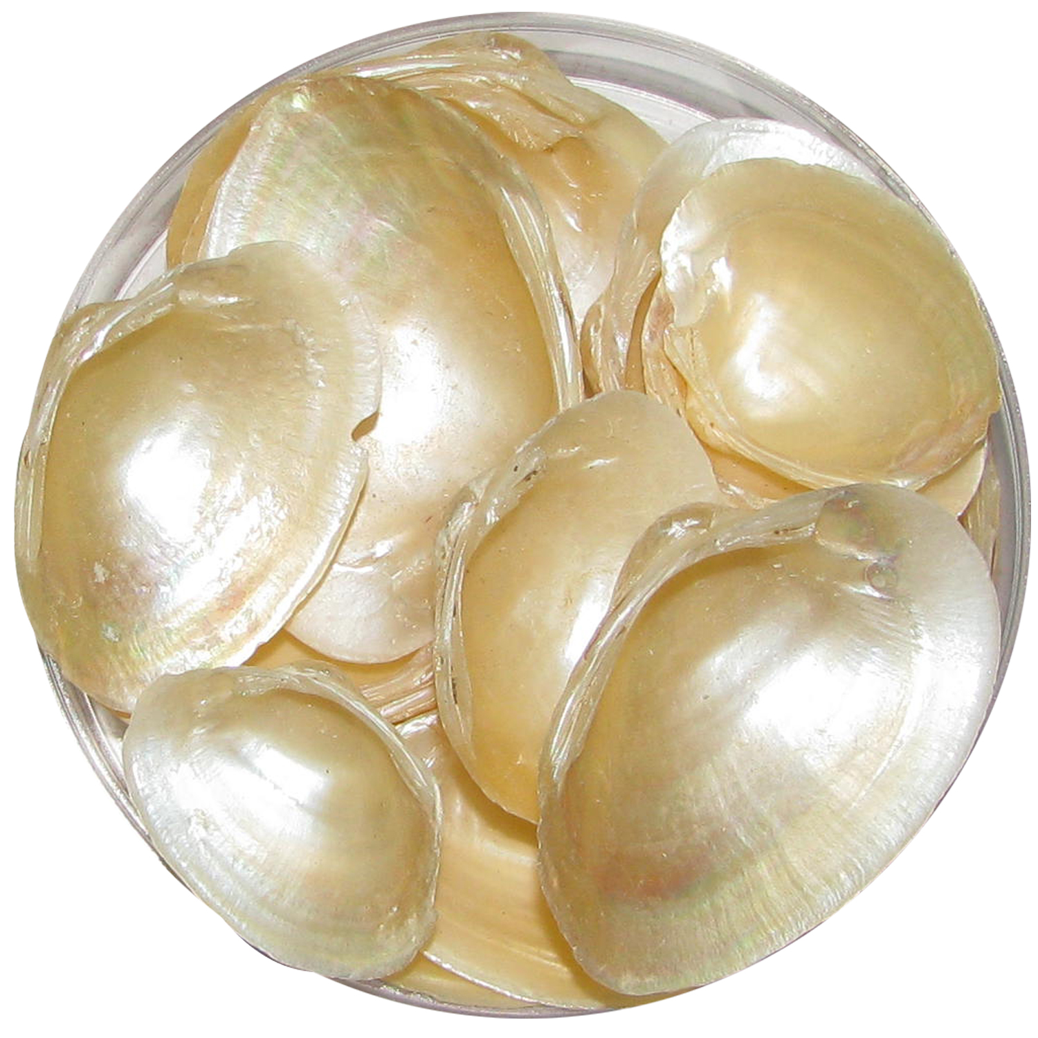 A1098-Gilver-Colour-Natural-Sea-Shells-100-Grams.jpg