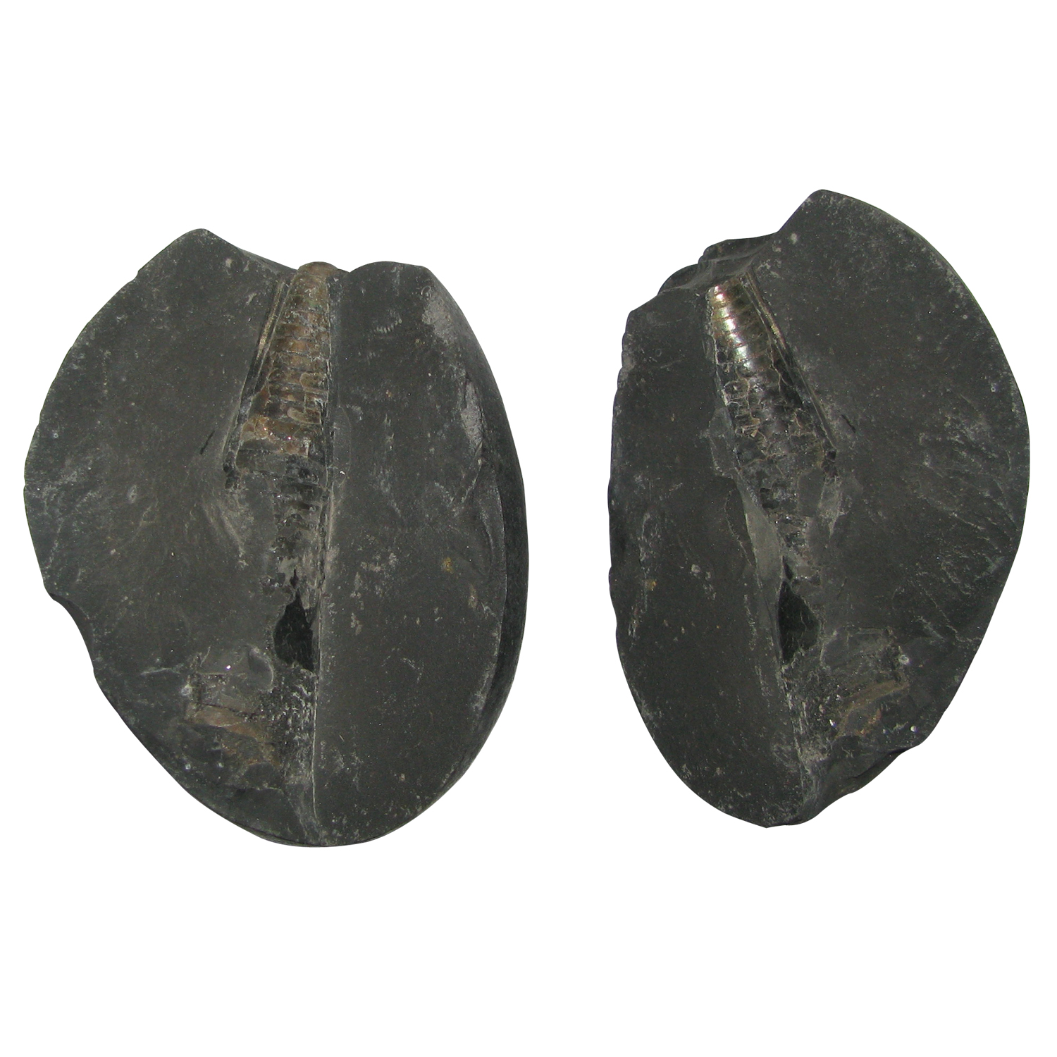 A5022-Natural-Swarna-Shivaling-Shaligram-Shila-Saligram-Sila-Salagram-Stone-Saligramam.jpg