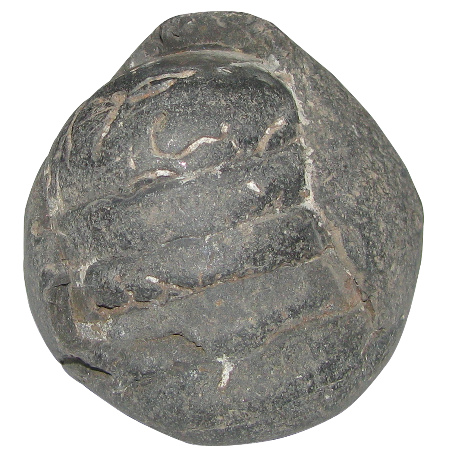 A5029-Anirudra-Shaligram-Shila-Saligram-Sila-Salagram-Stone-Saligramam-Murti-Of-Gandaki-River.jpg
