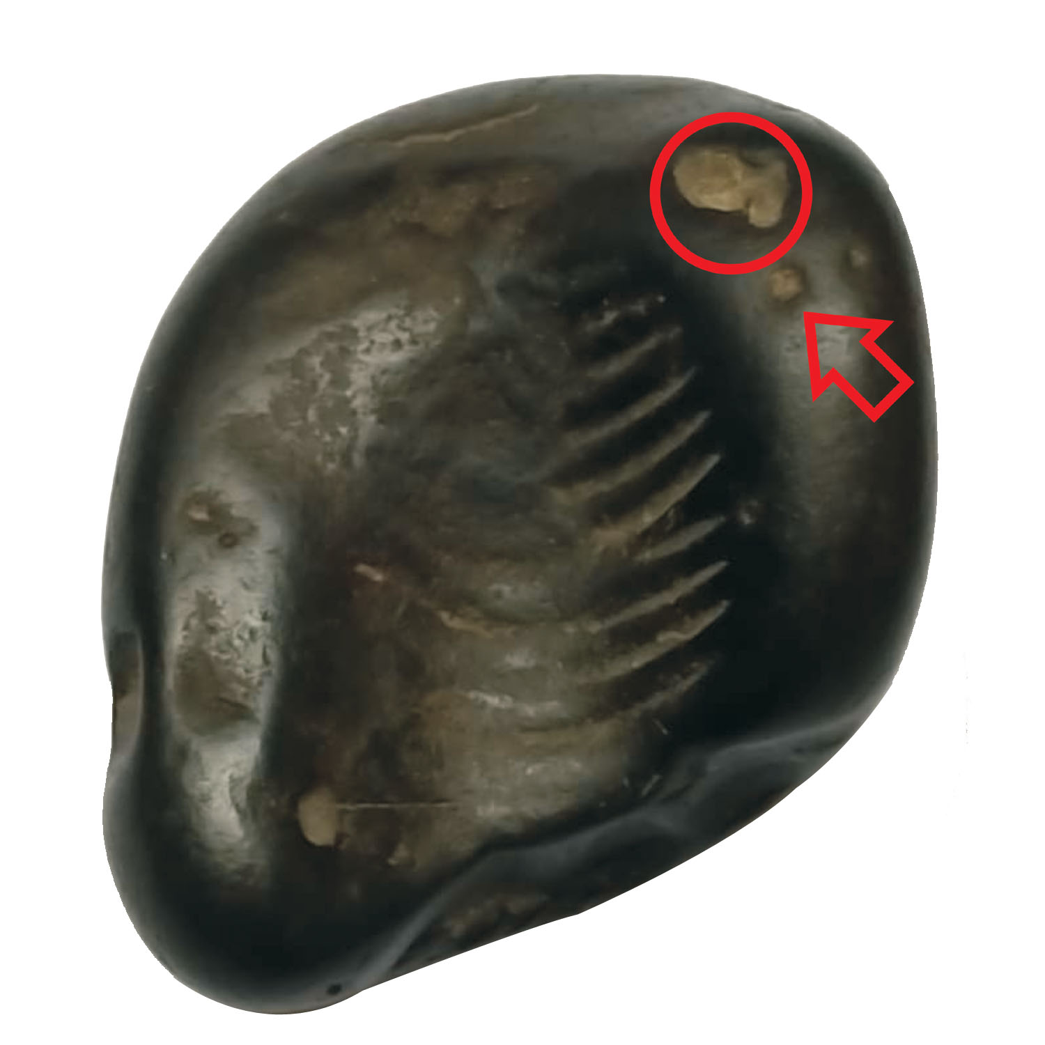 Aadhyathmik-Chinnamasta-Das-Maha-Vidya-Shaligram-Shila-from-Nepal-Gandhaki-Nadhi-100-Original-Natural-Sacred-Salagram-Shalagram-1.5inch-50grams-Also-for-Panchayatan-Pooja-S9067-64.jpeg