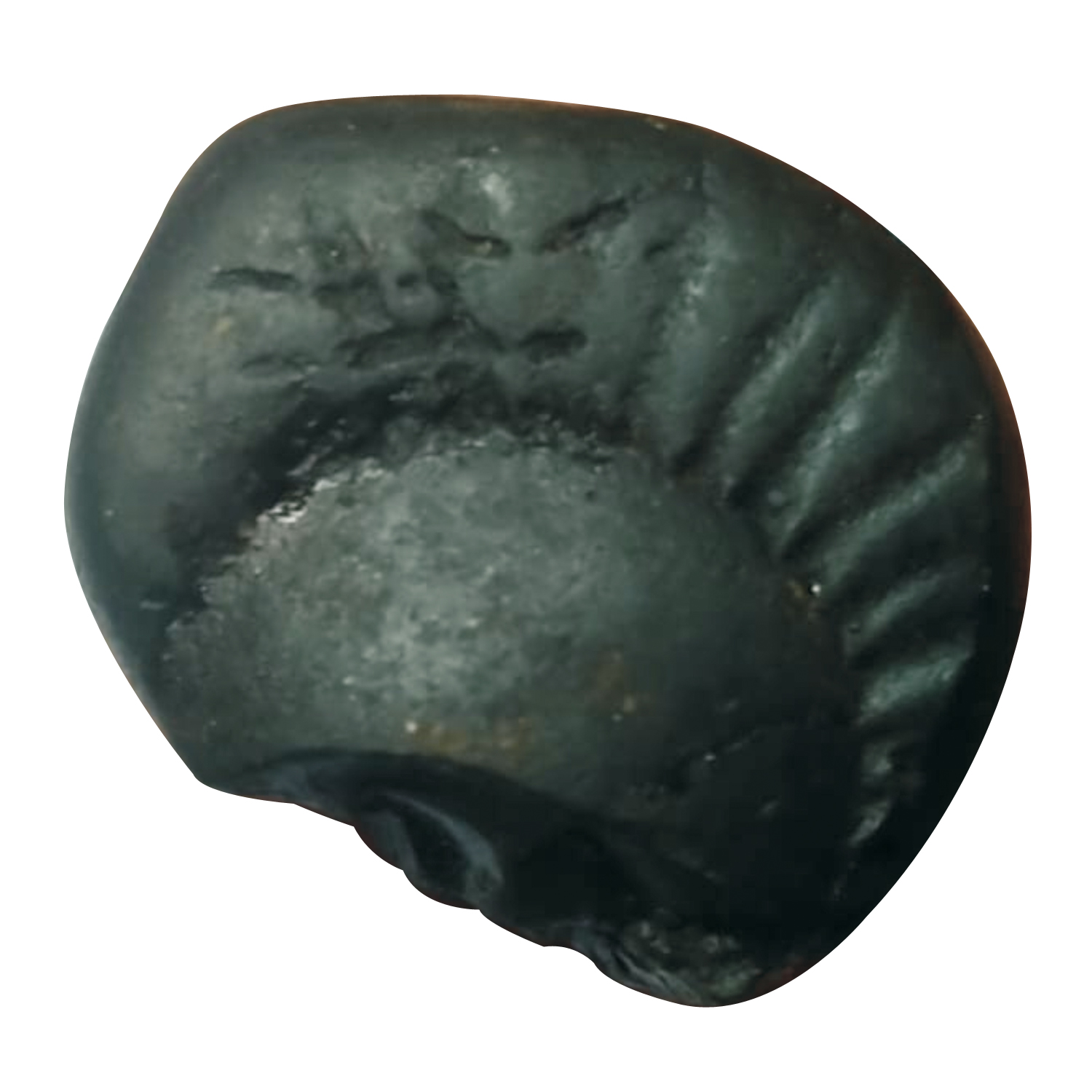 Aadhyathmik-Lakshmi-Shaligram-Shila-from-Nepal-Gandhaki-Nadhi-100-Original-Natural-Sacred-Salagram-Shalagram-1inch-12grams.jpeg