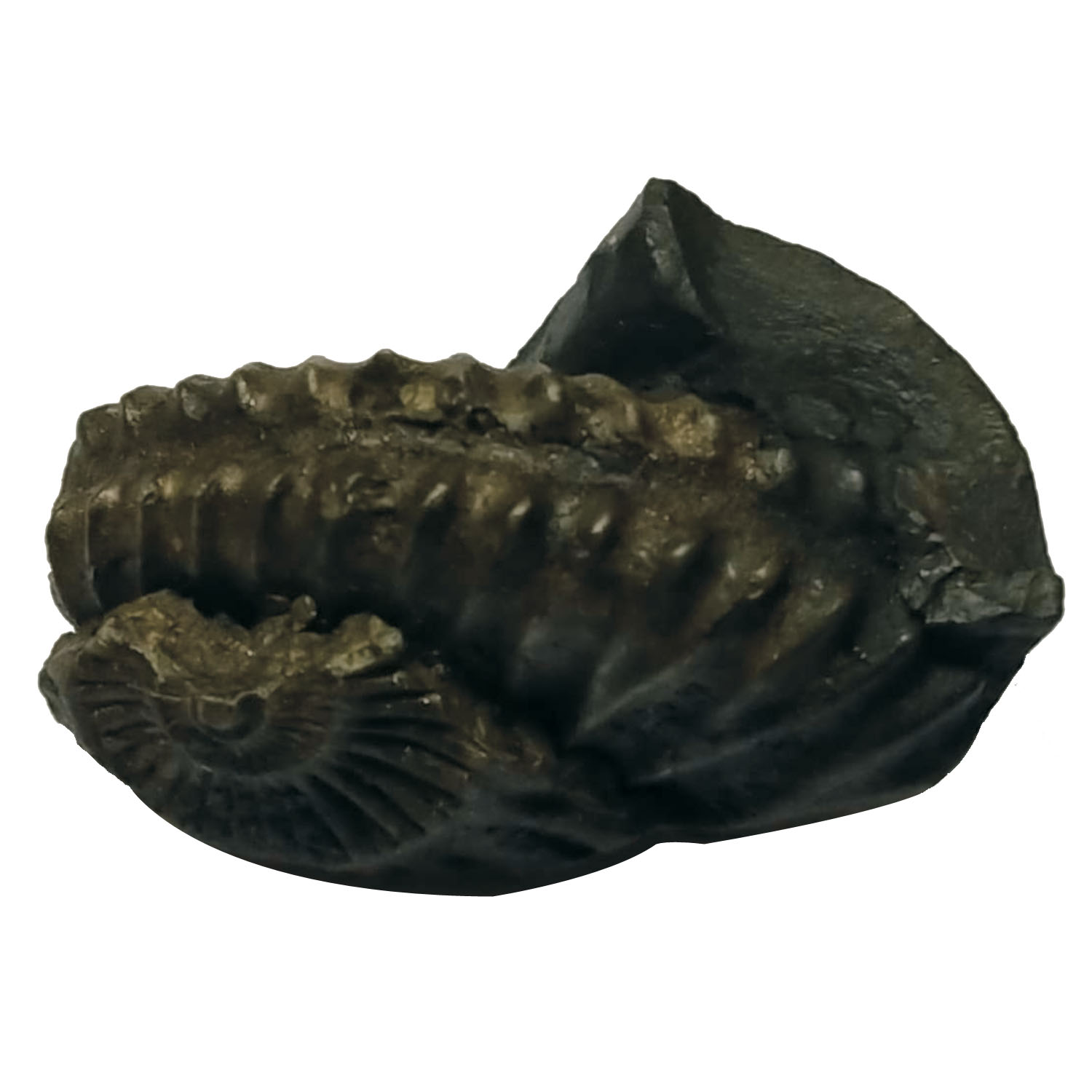 Aadhyathmik-Lakshmi-Varaha-Shaligram-Shila-Bhu-Varaha-Salagram-Bhoo-Varaha-Shalagram-1inch-18grams-Also-for-Panchayatan-Pooja-with-Two-Chakras-S9067-73.jpeg