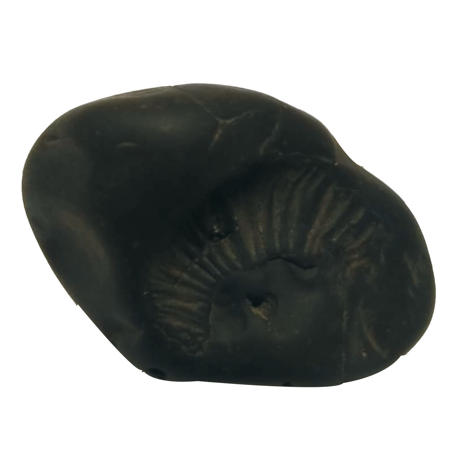 Aadhyathmik-Natural-Sacred-Raja-Rajeshwari-Shaligram-Shila-from-Nepal-Gandhaki-Nadhi-S9067-22.jpeg