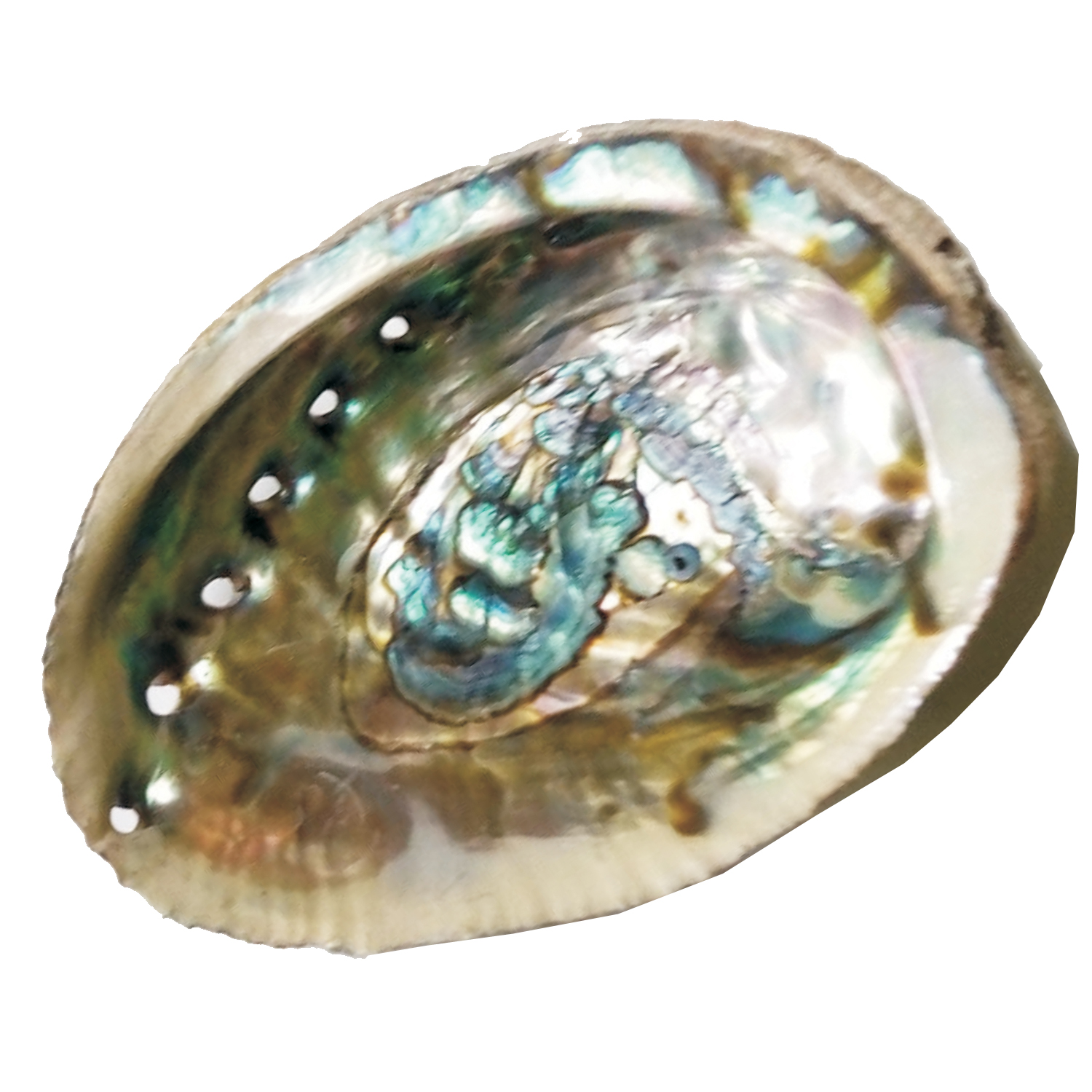 Rainbow-Pearl-Shell2.jpg