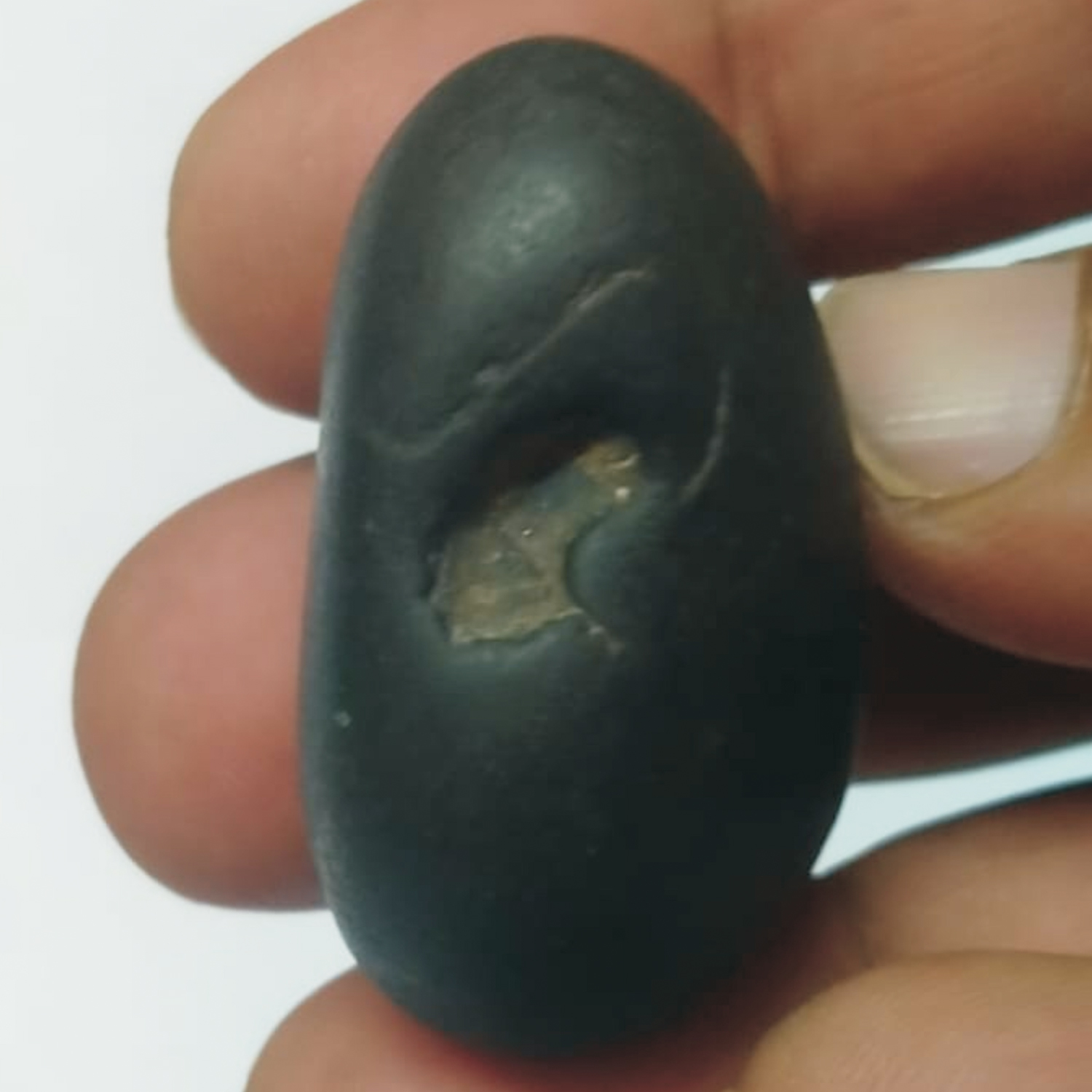 S9067-63-03-Aadhyathmik-Dhumavathi-Dus-Maha-Vidya-Shaligram-Shila-from-Nepal-Gandhaki-Nadhi-100-Original-Natural-Sacred-Dumavati-Dasa-Maha-Vidya-Salagram-Shalagram-1.5inch-30grams.jpeg
