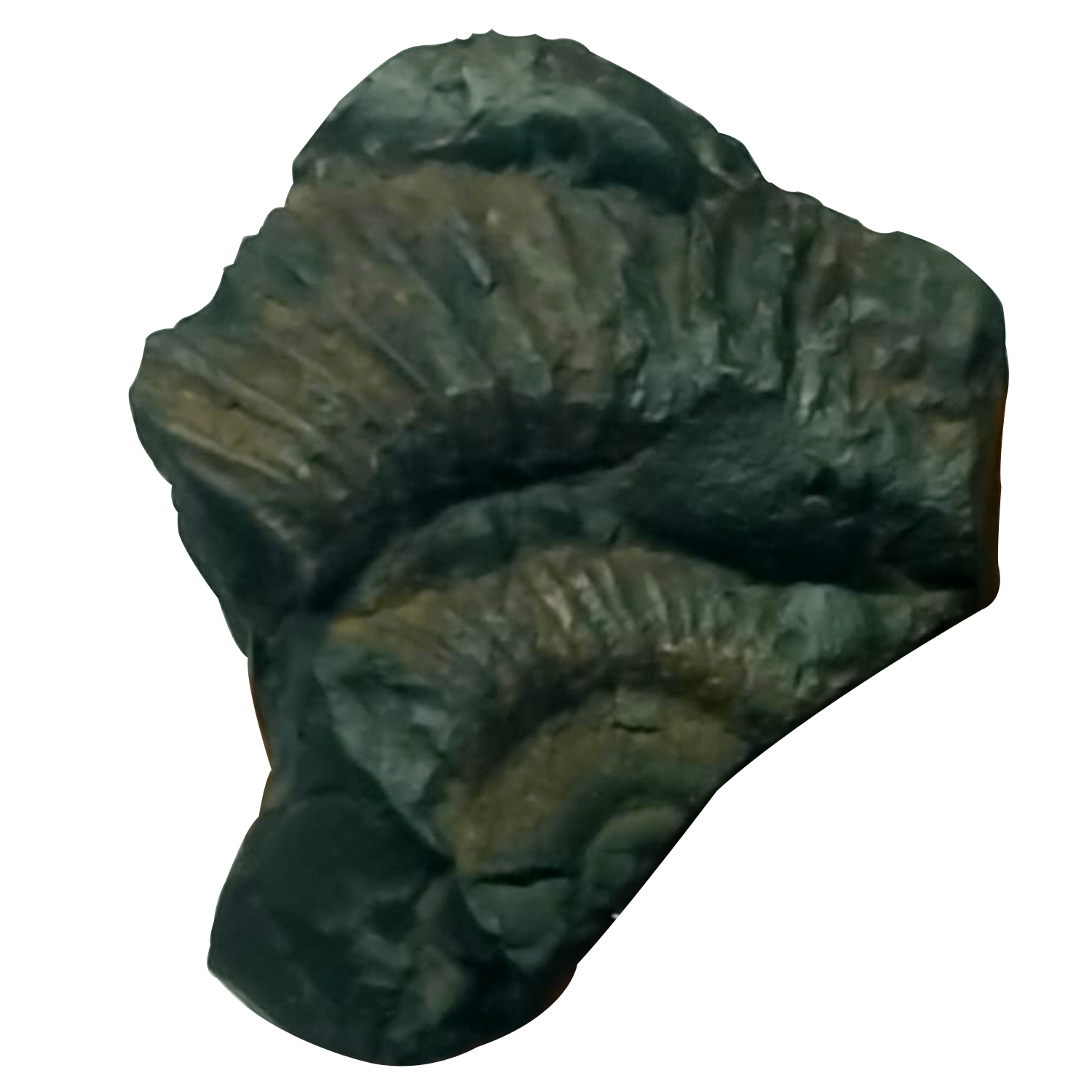 S9067-88-Aadhyathmik-100-Original-Natural-Sacred-Kali-Shaligram-Shila-from-Nepal-Gandhaki-Nadhi-Salagram-Shalagram-2.5inch-88grams-1.jpeg