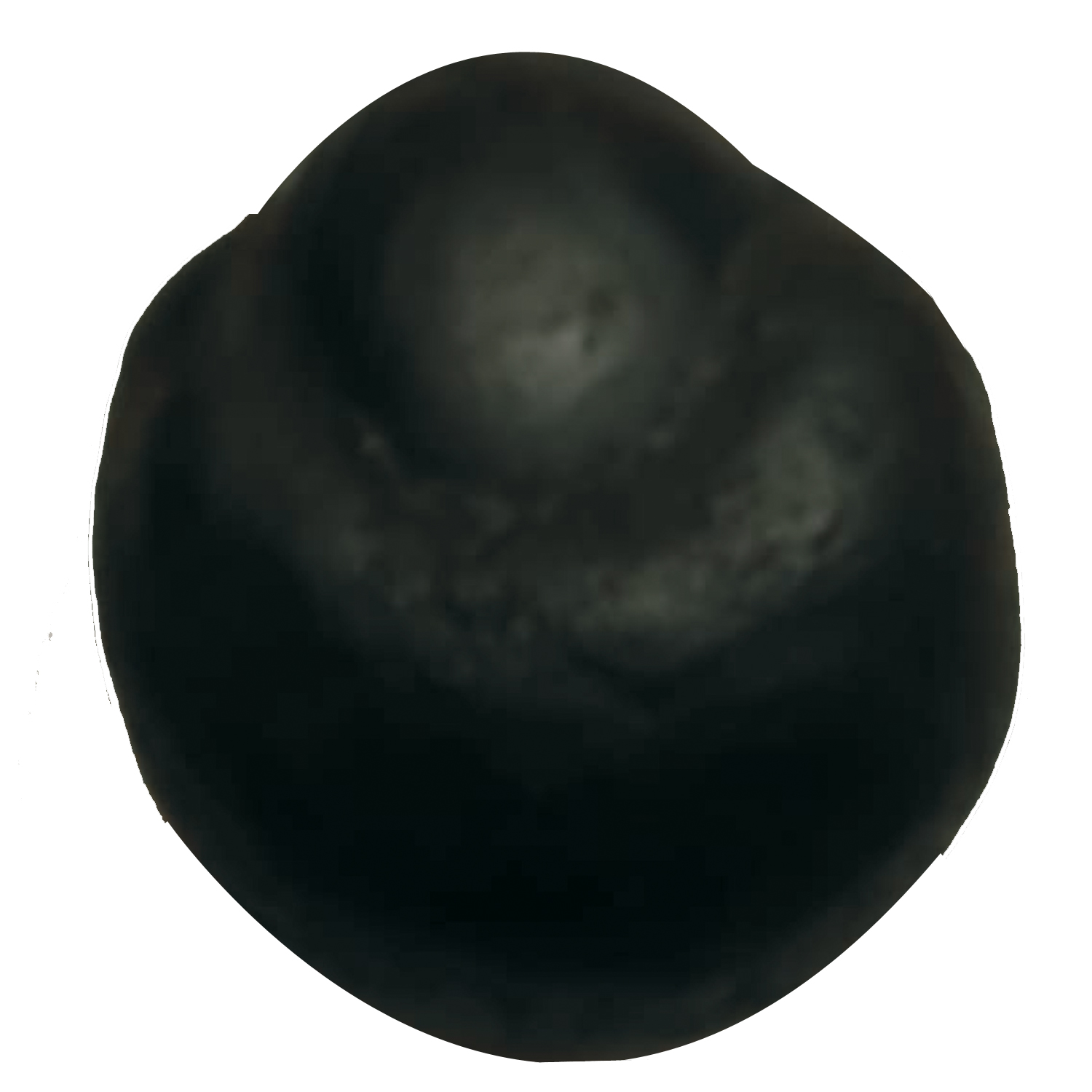 Thara-Shaligram-Tara-Salagram-Shila-from-Gandhaki-Nadhi-Nepal-S9067-16.jpeg