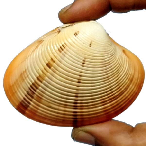 S9035-17-Aadhyathmik-Consecrated-Natural-Rathi-Manmadh-Samudhra-Chippa-Kamdev-Sea-Shell-2½inch-1-600x600